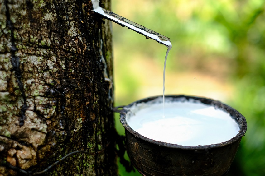Photo du latex d'un arbre